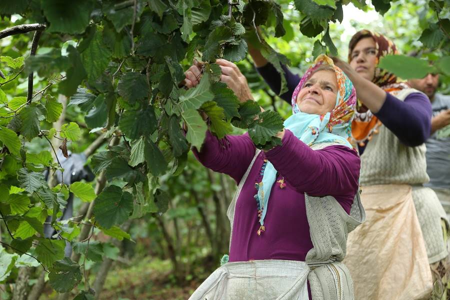 FINDIK DALDA KALMADI